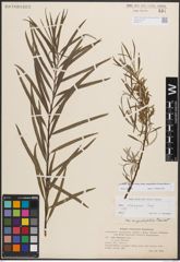 Foto von Salix eleagnos subsp. angustifolia (Cariot) Rech. f.